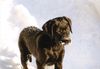 Labrador Retriever Hund