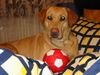 Labrador Retriever Foto: ...bin müde.. (ID 11896) Labrador Retriever Hund