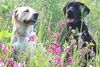 Labrador Retriever Hund