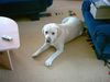 Labrador Retriever Foto: Bobby (ID 5318) Labrador Retriever Hund