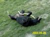 Labrador Retriever Hund