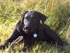 Labrador Retriever Foto: Statt freundlich zu lächeln: BÄÄÄÄÄÄHHH (ID 34263) Labrador Retriever Hund
