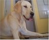 Labrador Retriever Foto: Bääääähh (ID 32780) Labrador Retriever Hund