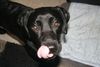 Labrador Retriever Foto: Buddy, 1Jahr (ID 46140) Labrador Retriever Hund