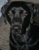 Labrador Retriever Foto: Buddy, 1Jahr (ID 46139) Labrador Retriever Hund