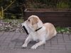 Labrador Retriever Foto: Buddy hilft beim Renovieren 1 (ID 7569) Labrador Retriever Hund