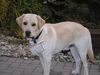 Labrador Retriever Foto: Buddy hilft beim Renovieren 2 (ID 7568) Labrador Retriever Hund