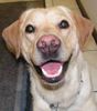 Labrador Retriever Foto: Buffy - Der Grinselabbi (ID 17948) Labrador Retriever Hund