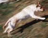 Labrador Retriever Hund