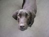 Labrador Retriever Hund