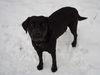 Labrador Retriever Hund