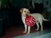 Labrador Retriever Foto: Unser Charly! (ID 18694) Labrador Retriever Hund