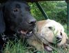 Labrador Retriever Foto: Kira & Phoebe (ID 17698) Labrador Retriever Hund