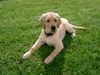 Labrador Retriever Foto: Luzi mit 4 Monaten (ID 16757) Labrador Retriever Hund