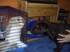 Labrador Retriever Foto: Ennie und Hasi (ID 18468) Labrador Retriever Hund