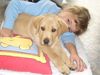 Labrador Retriever Foto: ein lebendiges Kuscheltier (ID 35595) Labrador Retriever Hund