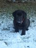 Labrador Retriever Hund