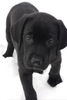 Labrador Retriever Hund