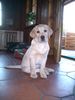 Labrador Retriever Hund