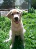 Labrador Retriever Hund