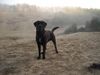 Labrador Retriever Foto: Ben (ID 30623) Labrador Retriever Hund