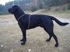 Labrador Retriever Foto: Ben (ID 30624) Labrador Retriever Hund