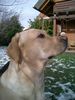 Labrador Retriever Foto: Ganz schön schwierig - für einen Labbi ! (ID 28138) Labrador Retriever Hund