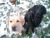 Labrador Retriever Foto: Ginger+Hannah (ID 28150) Labrador Retriever Hund