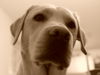 Labrador Retriever Foto: cosmo deluxe (ID 42072) Labrador Retriever Hund