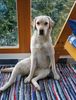 Labrador Retriever Hund