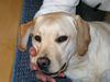 Labrador Retriever Hund