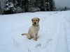 Labrador Retriever Hund