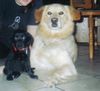 Labrador Retriever Hund