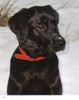 Labrador Retriever Hund