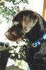 Labrador Retriever Hund
