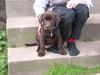 Labrador Retriever Hund