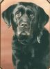 Labrador Retriever Hund