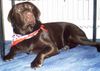 Labrador Retriever Hund
