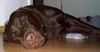 Labrador Retriever Hund