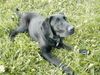 Labrador Retriever Hund