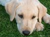 Labrador Retriever Foto (ID 35656) Labrador Retriever Hund