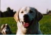 Labrador Retriever Hund