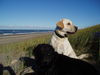 Labrador Retriever Foto: Butch und Joe (ID 26522) Labrador Retriever Hund