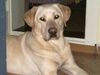 Labrador Retriever Hund