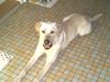 Labrador Retriever Hund