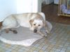 Labrador Retriever Hund