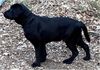 Labrador Retriever Foto: Django 4 Monate alt (März 2002) (ID 5911) Labrador Retriever Hund