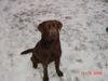Labrador Retriever Foto: Eny 9 Monate (ID 30147) Labrador Retriever Hund