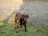 Labrador Retriever Foto: Ich warte immer auf action (ID 36468) Labrador Retriever Hund