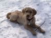 Labrador Retriever Foto: Sunny 4 monate (ID 10870) Labrador Retriever Hund